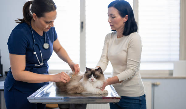 istock Veterinarian Examining Beautiful Longhair Cat 2166843217