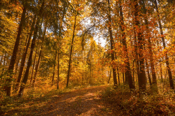 Tranquil Forest Pathway