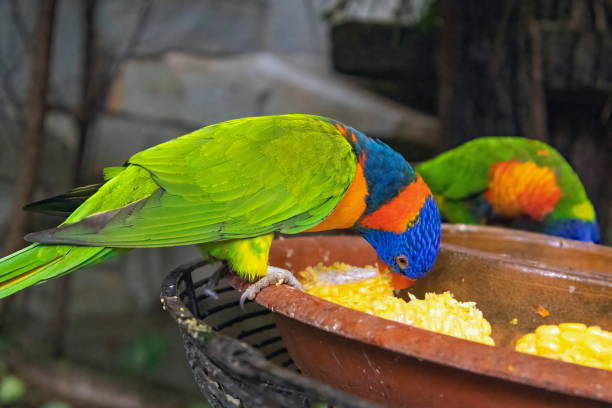 istock Beautiful birds pictured in a garden. 2166843746