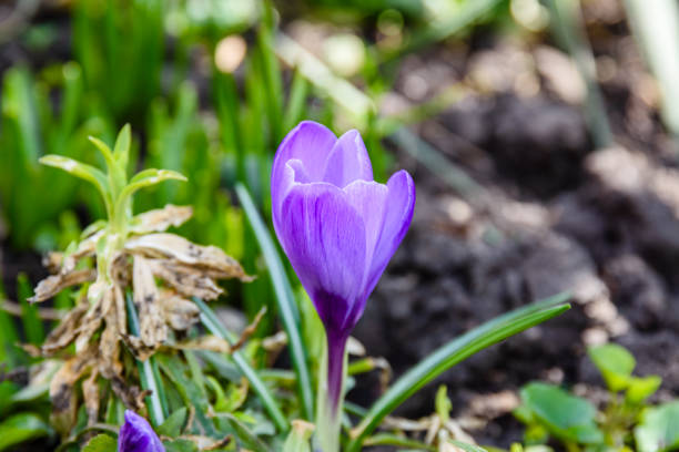 Violet crocus flower in forest at early spring