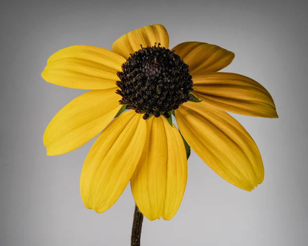 istock Yellow flower on a gray background 2166844850