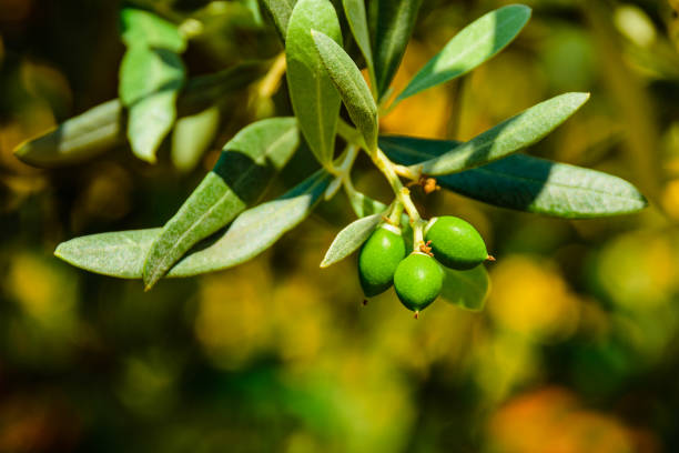 Green olive fruits on tree in a garden