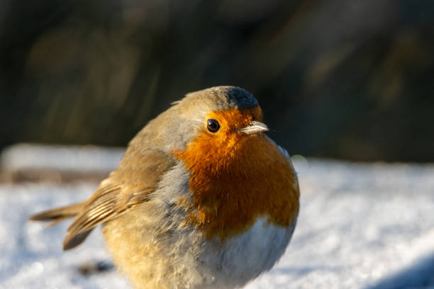 istock male Robin (Erithacus rubecula) red breast in a bare branch tree in winter with light and shadow 2166844963