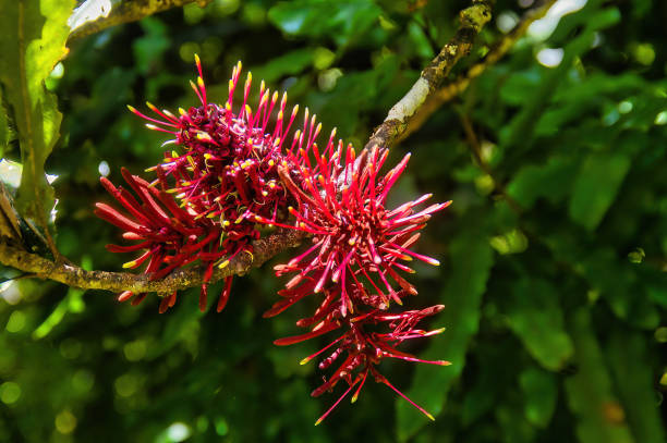 Flowers from the rewarewa tree, Knightia excelsa  (New Zealand honeysuckle), endemic in the  lowland forests of the North Island of New Zealand, produce excellent honey.