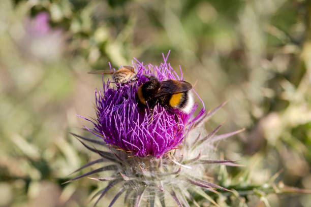 Big bumblebee (Bombus) collects nectar on a barbed, flower thistle (Carduus) close-up on a summer, sunny day