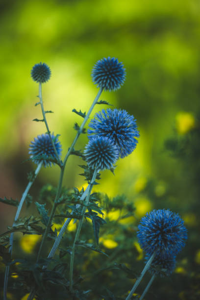 istock Garden summer theme - Globe thistle Echinops ritro amazing blue flowers Floral Pattern for Nature-Themed Decoration, Vibrant blue balls for Garden-Inspired Wallpaper or Desktop Background 2166845856