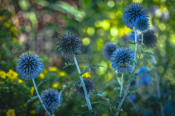 istock Garden summer theme - Globe thistle Echinops ritro amazing blue flowers Floral Pattern for Nature-Themed Decoration, Vibrant blue balls for Garden-Inspired Wallpaper or Desktop Background 2166846029