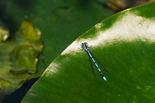 Turquoise dragon-fly on water plant