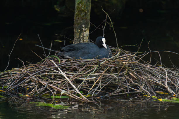 Eurasian coot (Fulica atra) laying in its nest