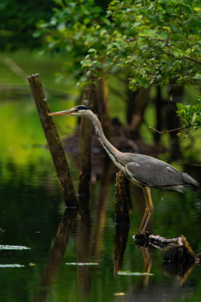istock Grey heron standing on a tree branch in a pond 2166846446