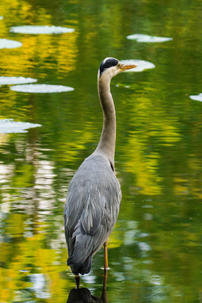 istock Backview of a grey heron standing in a pond 2166846638