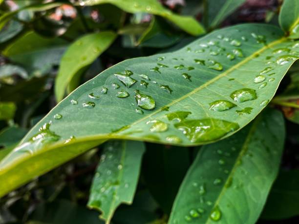 istock green leaves with dew drops 2166847002