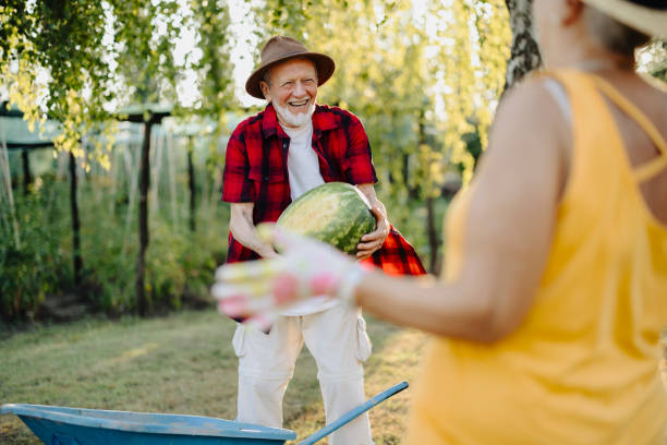 istock An elderly couple picking watermelons 2166847917