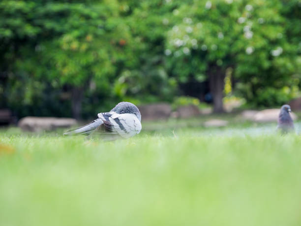 Pigeons walking on the green grass