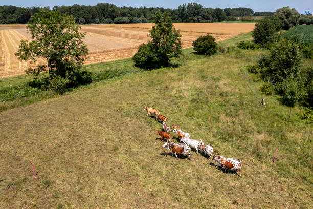Aerial, agricultural landscape with a grain field and a herd of cows and bulls grazing in a meadow on a sunny summer day.