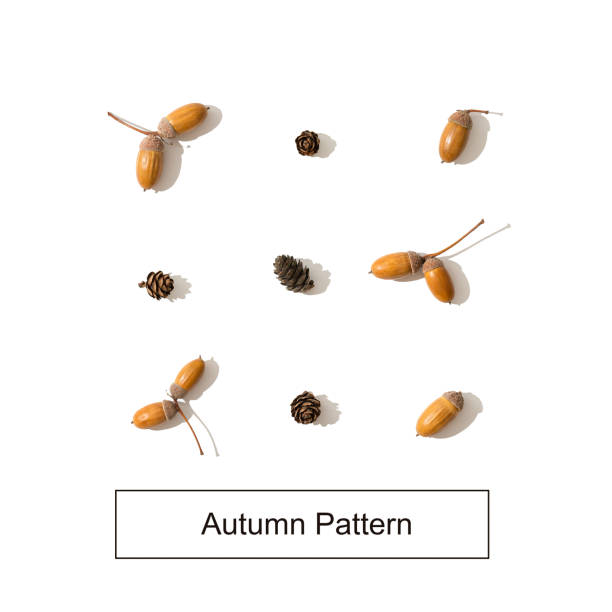Autumn background. Acorn and pine cones on white background. Flat lay, top view, copy space for text. Greeting card, package, invitation trendy fall design.