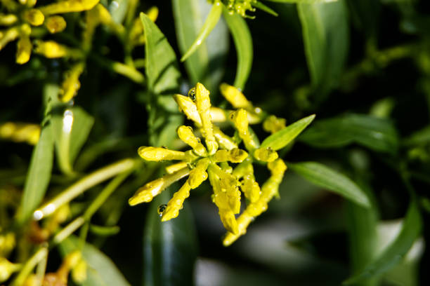 French tarragon in a bunch tied with string against a white background