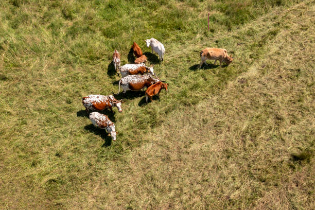 istock Cows and bulls from above 2166848826