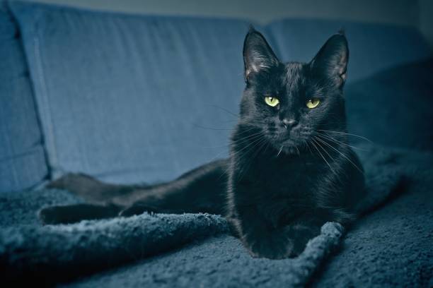 istock Black cat chilling on sofa at home and looking at camera. 2166849448