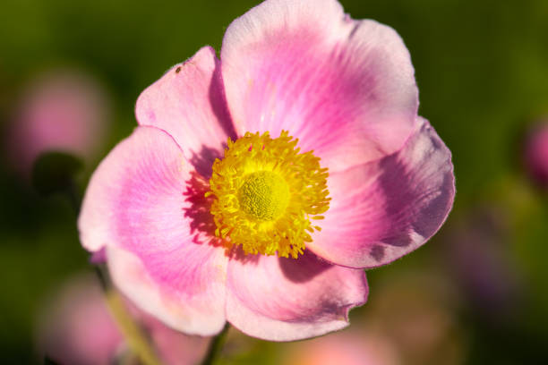 istock pink anemone beetween ather wildflowers 2166851038