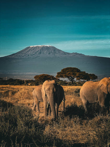 istock Elephants and Mount Kilimanjaro 2166851253