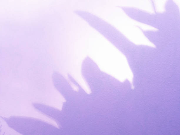 istock Purple background abstract backdrop gradient blur texture floor wall pastel shadow scene mockup product cosmetic beauty presentation sale promotion summer empty overlay leaves cement platform. 2166852128