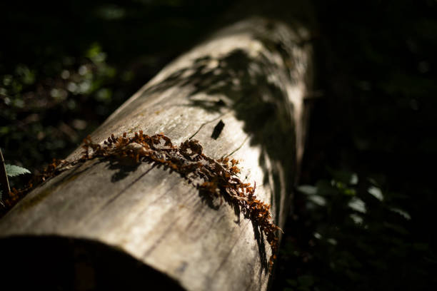 A dry tree in the forest. A rotted log. An old trunk. Forest landscape.