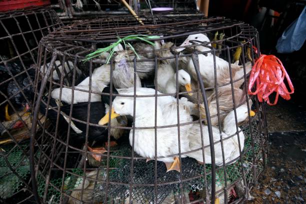 Live Ducks in cage - Bangkok Poultry Market.