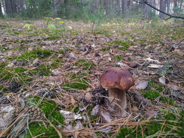istock Macro  - Forest - Europe, Romania, Suceava region 2166856586