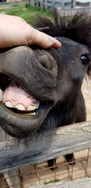 istock Mischievous Black Pony Shows Its Teeth in a Close-Up 2166857212
