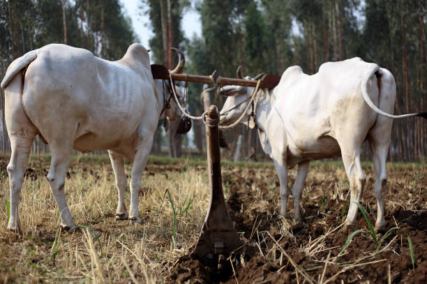 Farmer ploughing field Rural farmer of Indian ethnicity ploughing field using wooden plough which is riding by two bullock. bullock cart india stock pictures, royalty-free photos & images