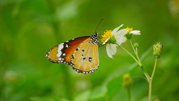 istock Close-up of butterfly Danaus chrysippus 2166858095