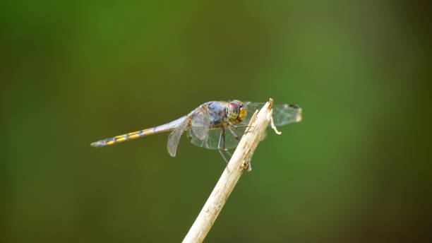 istock Close-up of dragonfly perched on a tree branch 2166858168