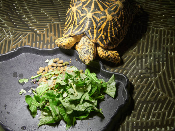 An Eastern box turtle hiding in its shell blends into the surrounding background of dead leaves and foliage on the forest floor on a sunny day.