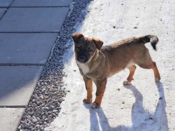 Stray dogs on sidewalk in city