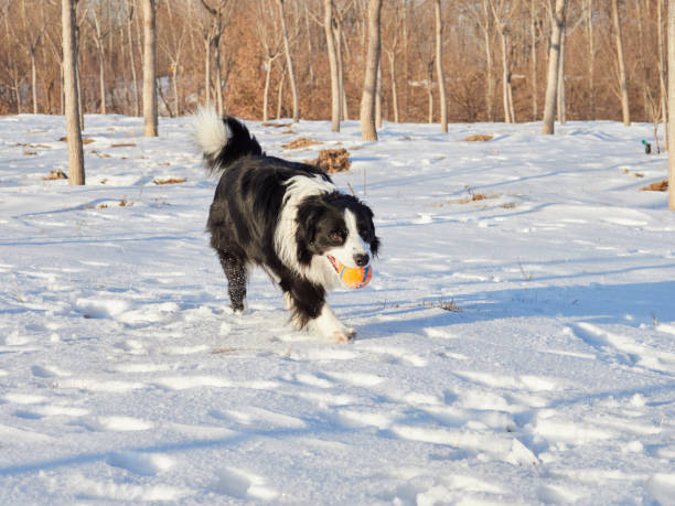Border Collie running towards camera while holding a red ball.