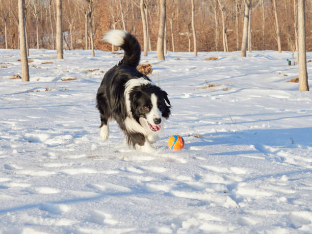 Border Collie running towards camera while holding a red ball.