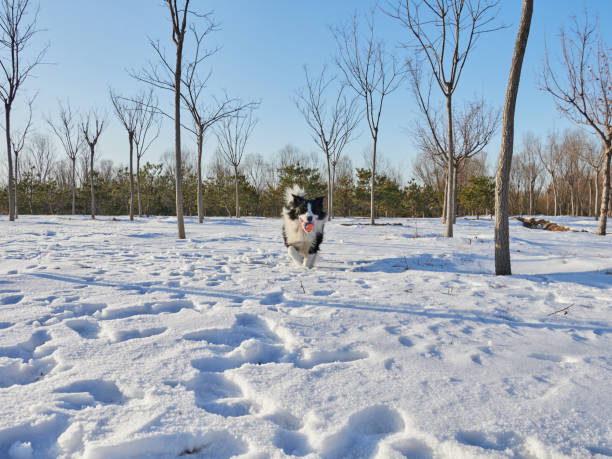 Border Collie running towards camera while holding a red ball.