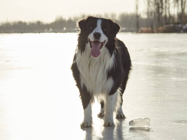 Border Collie running towards camera while holding a red ball.
