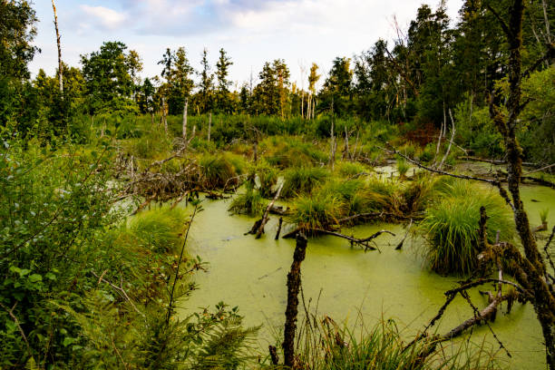 Landscape at upland moor in Pfrunger Ried, Germany