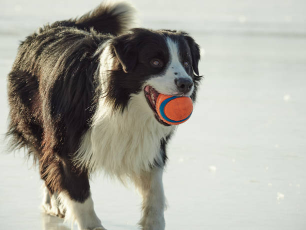 Border Collie running towards camera while holding a red ball.
