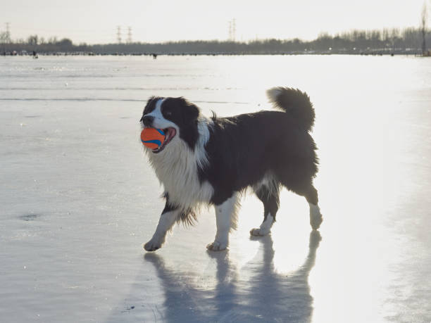 Border Collie running towards camera while holding a red ball.