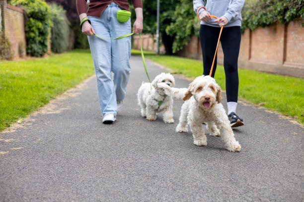istock Two Dogs Enjoying a Walk in the Local Park 2166860221