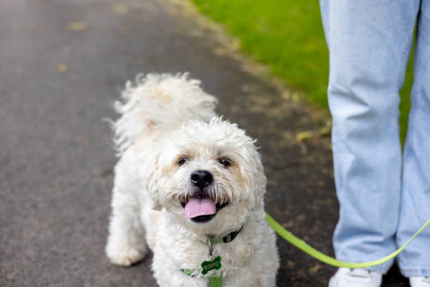 istock Bichon Frise Dog Looking Eagerly at the Camera 2166860224