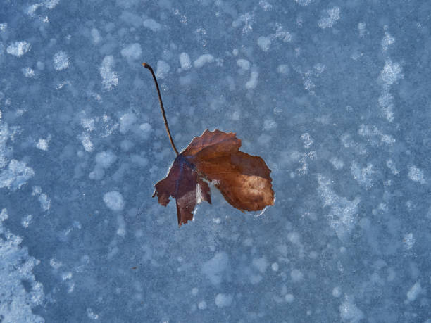 Bubbles with a tree leaf caught in ice formed on a river during an icy winter.