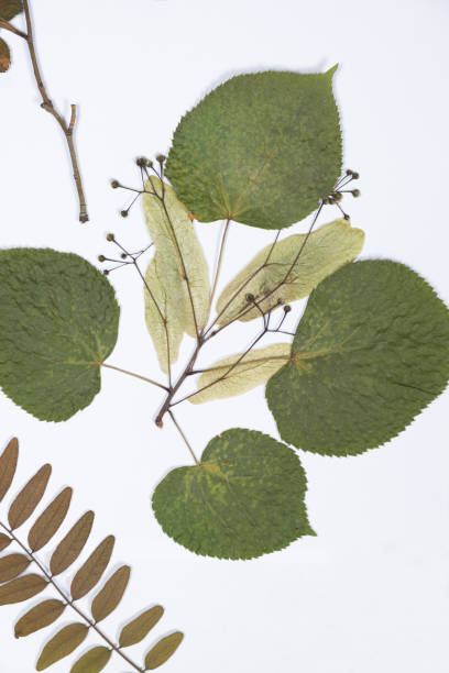 istock Herbarium, dried plants, linden and others on a white background. 2166860341