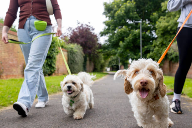Excited Dogs Ready for a Walk in the Park