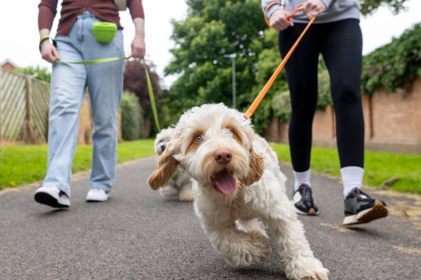 istock Excitable Goldendoodle Enjoying a Walk in the Park 2166860400