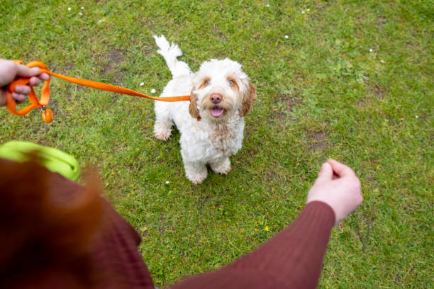 istock Woman Training her Dog in the Park 2166860462