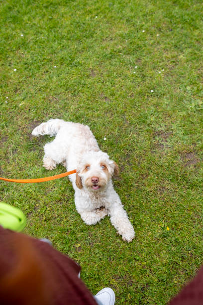 An over-the-shoulder shot of a Goldendoodle dog on a leash looking up to its owner while lying on the grass in a local park in Hartlepool, North East England. The unrecognisable woman is holding the dog's leash.\n\nVideos similar to this scenario available.